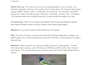 identify birds for you